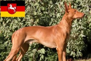 Read more about the article Pharaoh dog breeders and puppies in Lower Saxony