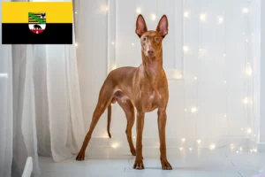 Read more about the article Pharaoh dog breeders and puppies in Saxony-Anhalt