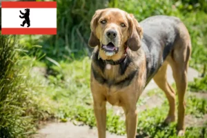 Read more about the article Polish Bracke breeders and puppies in Berlin