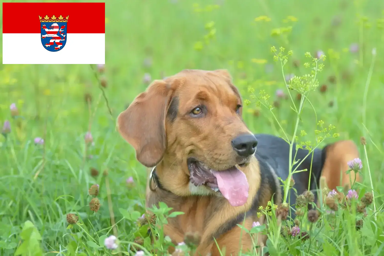 Read more about the article Polish Bracke breeders and puppies in Hessen