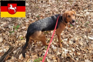 Read more about the article Polish Bracke breeders and puppies in Lower Saxony