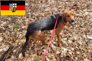 Read more about the article Polish Bracke breeders and puppies in Saarland