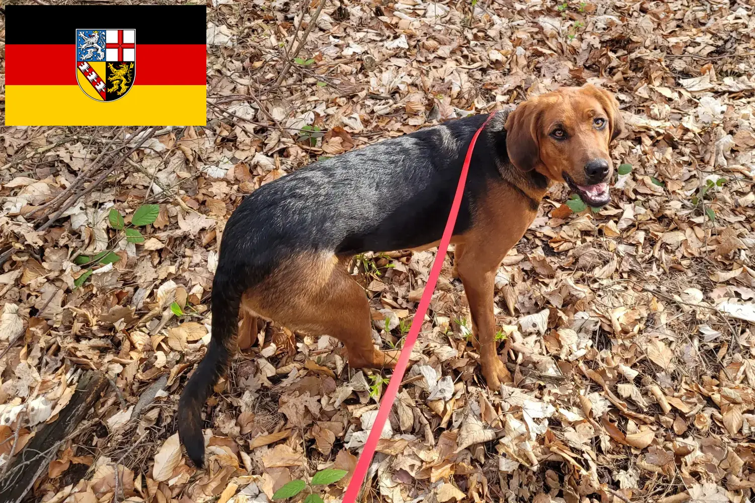 Read more about the article Polish Bracke breeders and puppies in Saarland