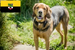 Read more about the article Polish Bracke breeders and puppies in Saxony-Anhalt