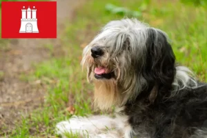 Read more about the article PON breeders and puppies in Hamburg