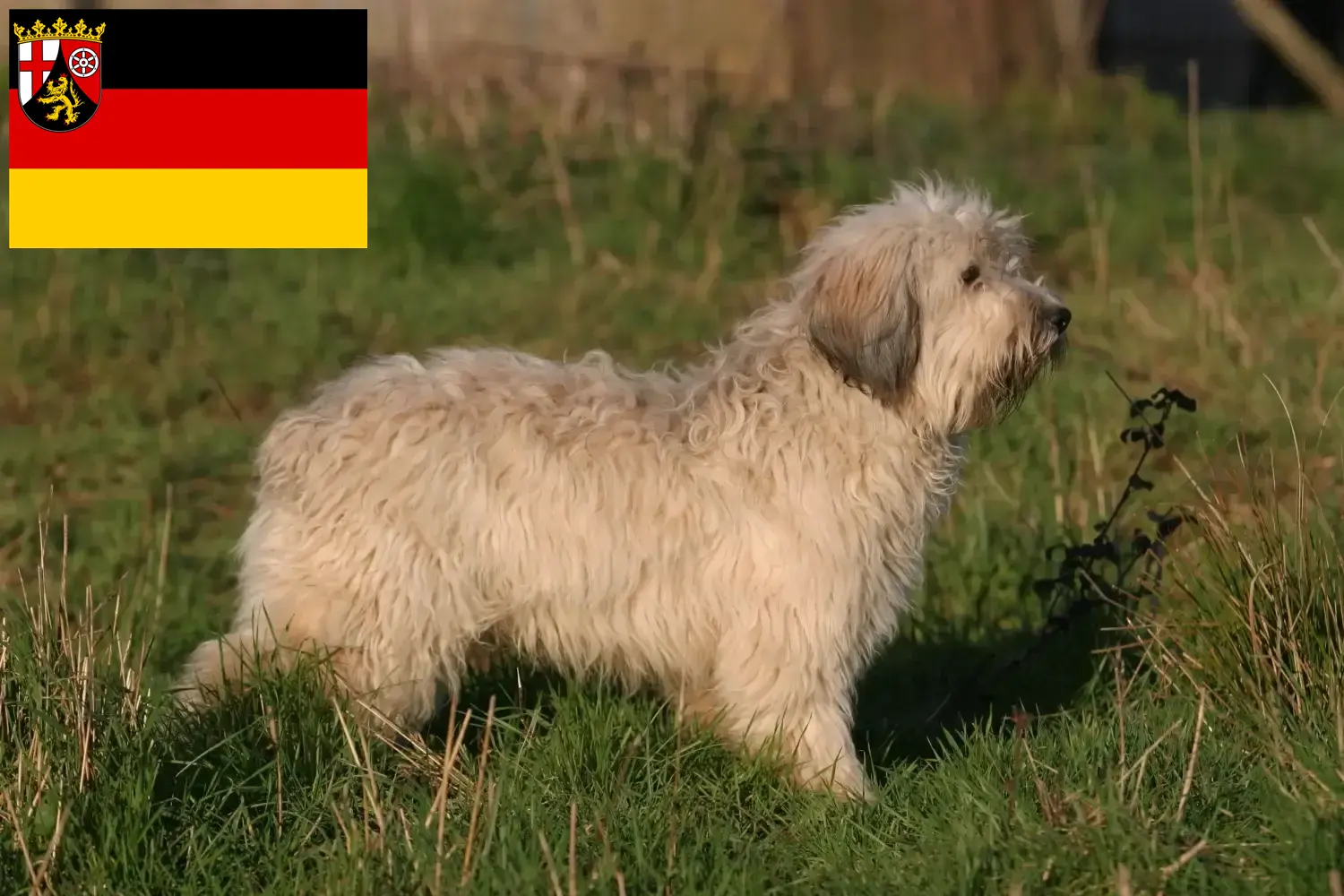 Read more about the article PON breeders and puppies in Rhineland-Palatinate