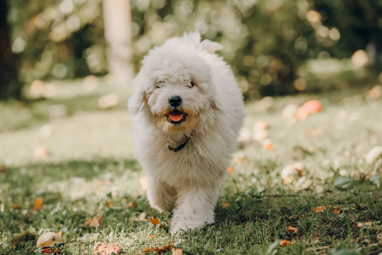 Buying a Puli puppy means taking responsibility! Buy Puli puppies.