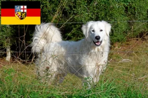 Read more about the article Pyrenean Mountain Dog Breeder and Puppies in Saarland