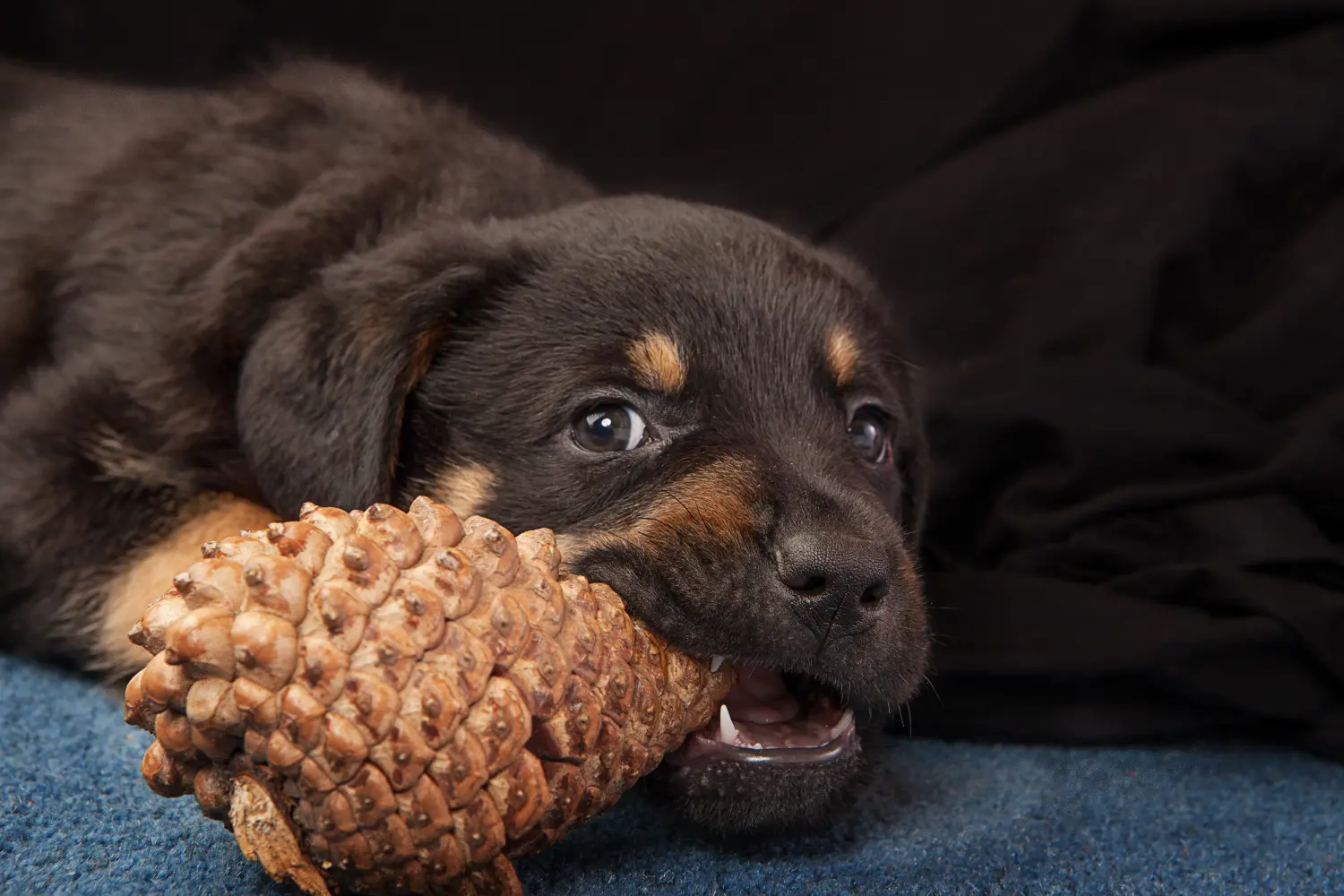 Buying a Rottweiler puppy means taking responsibility! Buy Rottweiler puppies.