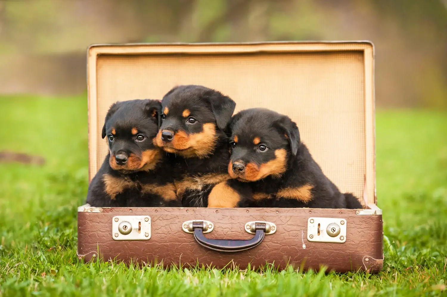 Buying a Rottweiler puppy means taking responsibility! Buy Rottweiler puppies.