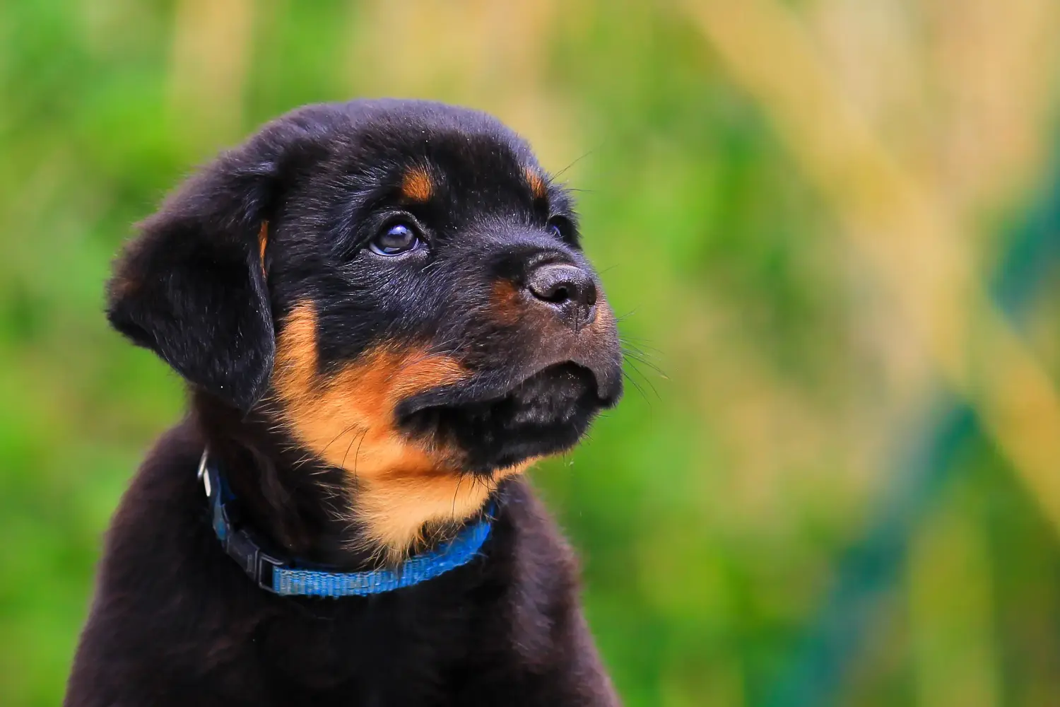 Buying a Rottweiler puppy means taking responsibility! Buy Rottweiler puppies.