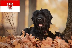 Read more about the article Russian Black Terrier Breeder and Puppies in Brandenburg