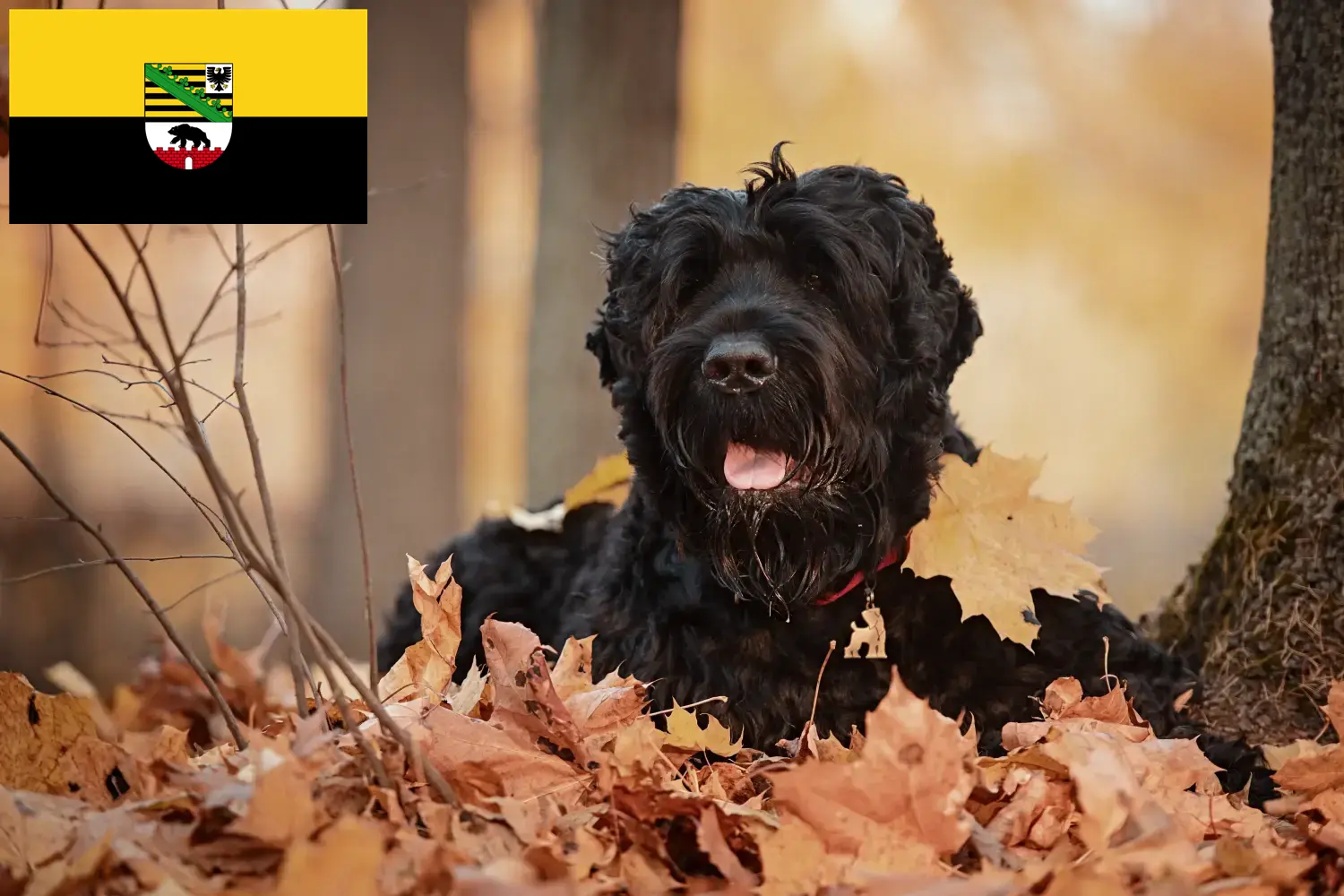 Russian Black Terrier puppies and breeders Saxony-Anhalt Here you can find Russian Black Terrier breeders in Saxony-Anhalt.