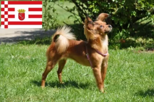 Read more about the article Russkiy Toy breeder and puppies in Bremen