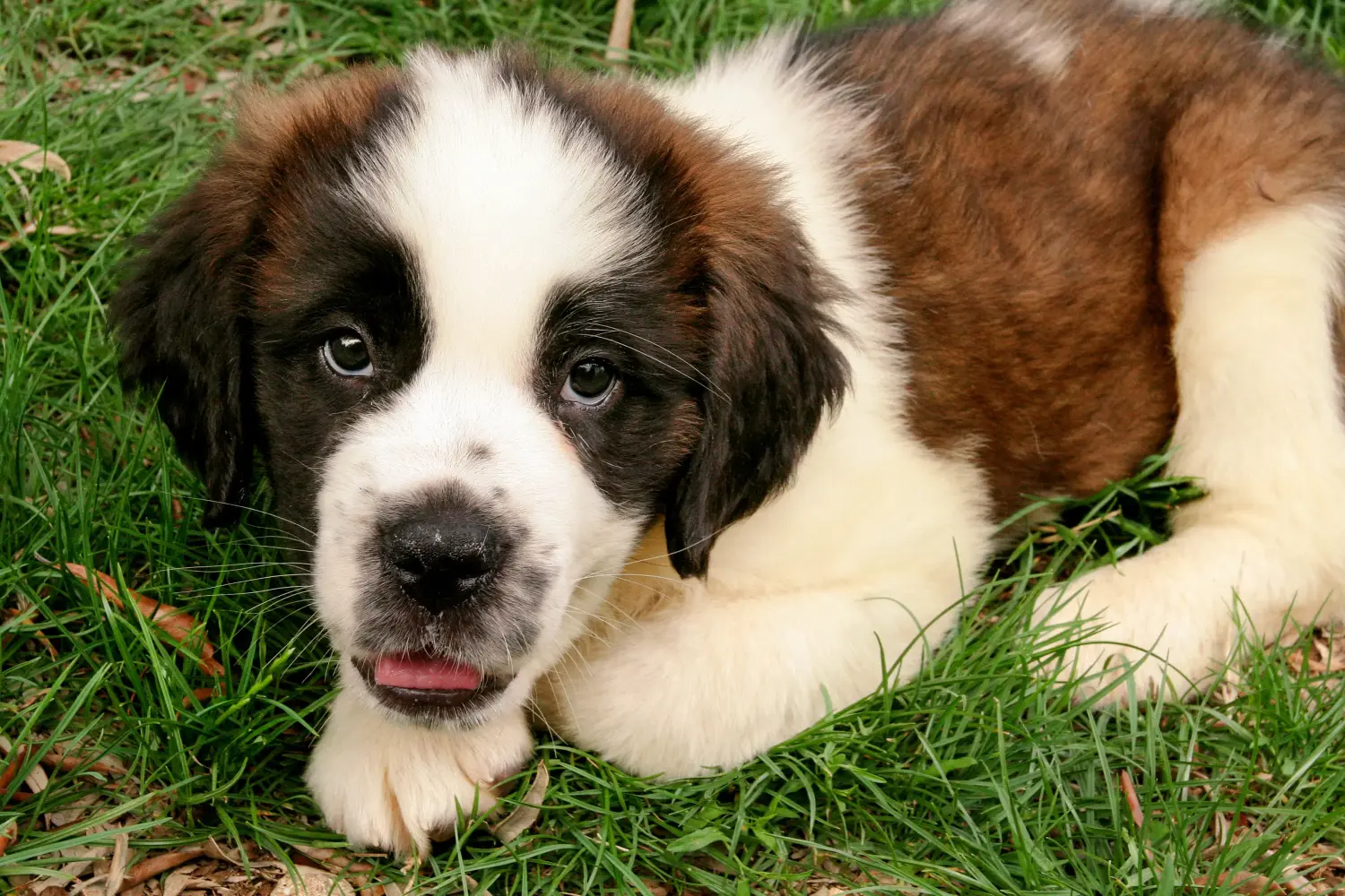 Buying a St Bernard puppy means taking responsibility! Buy St Bernard puppies.