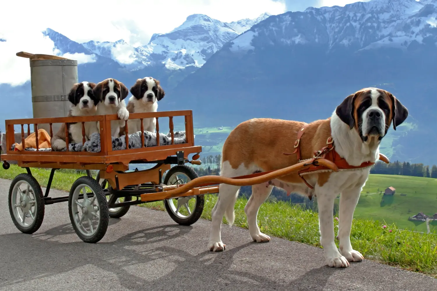 Buying a St Bernard puppy means taking responsibility! Buy St Bernard puppies.