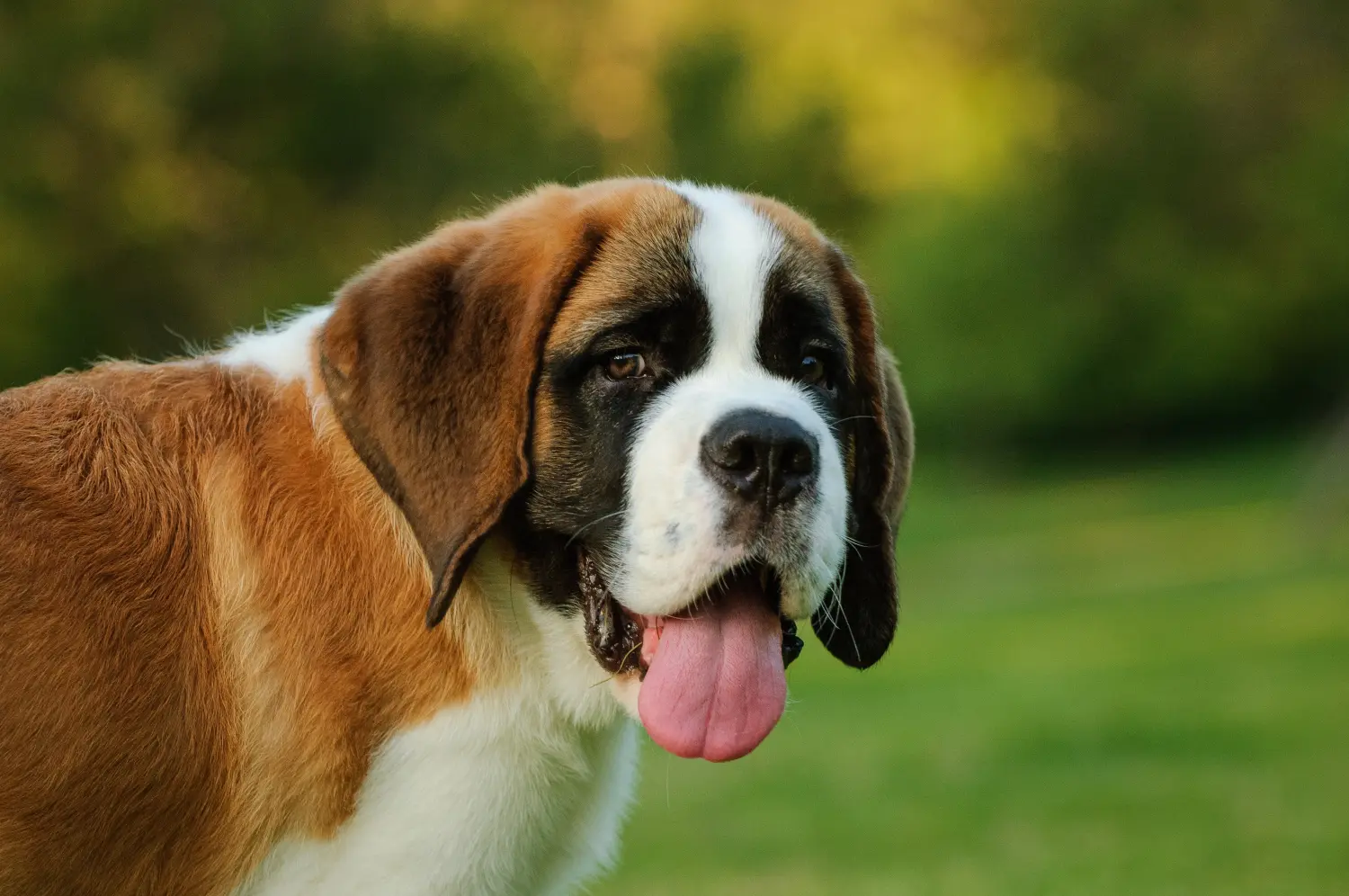 Buying a St Bernard puppy means taking responsibility! Buy St Bernard puppies.
