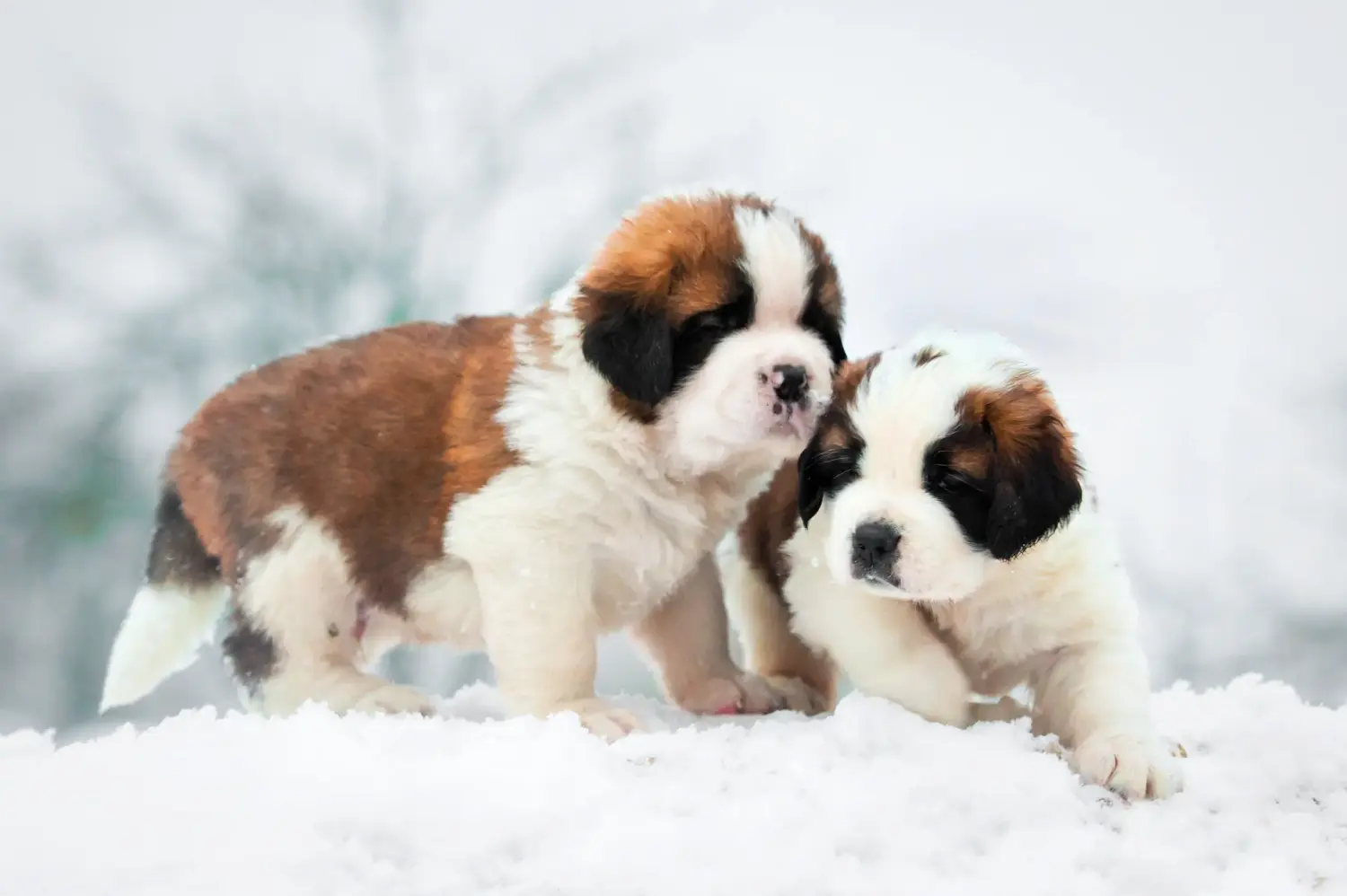 Buying a St Bernard puppy means taking responsibility! Buy St Bernard puppies.