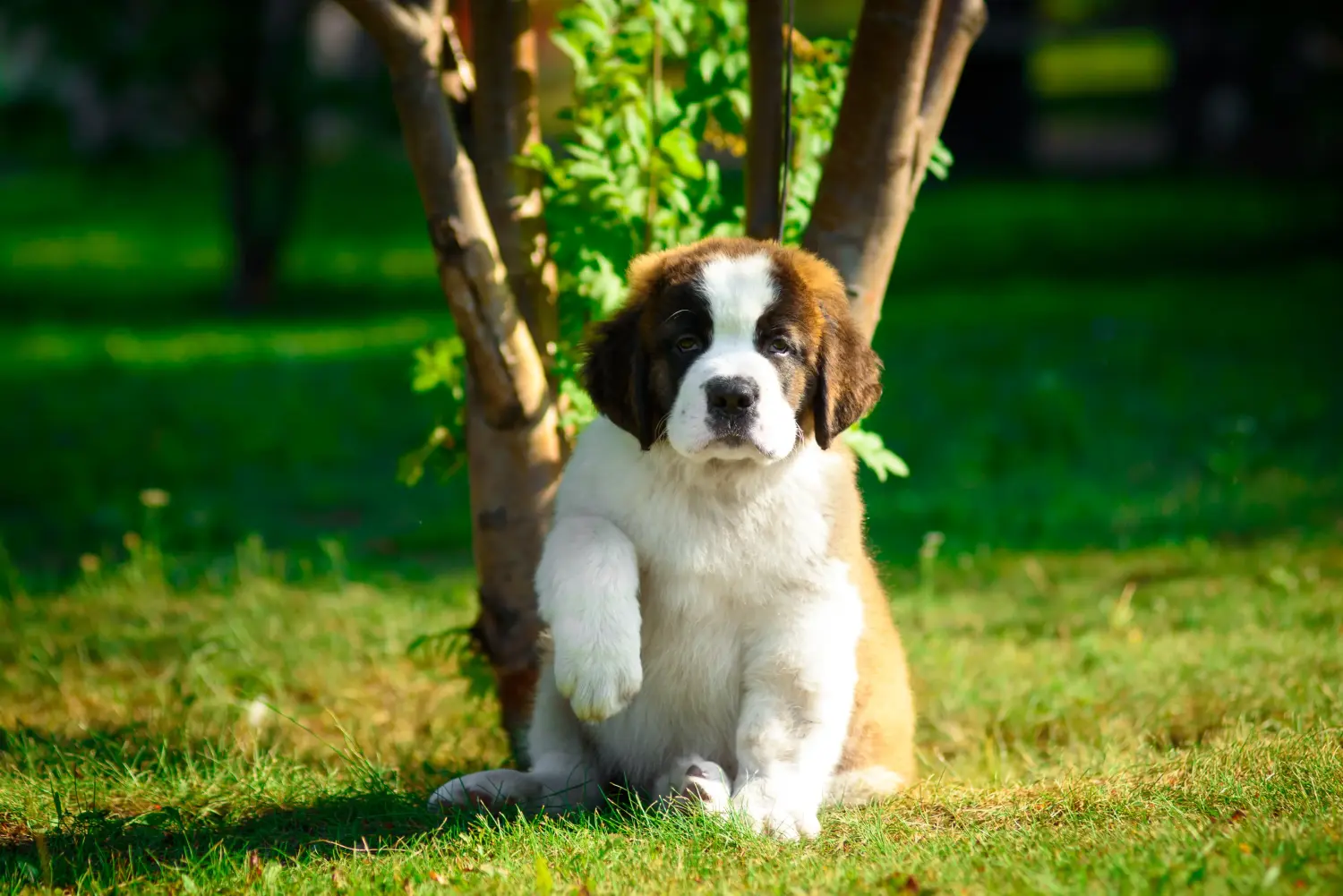 Buying a St Bernard puppy means taking responsibility! Buy St Bernard puppies.