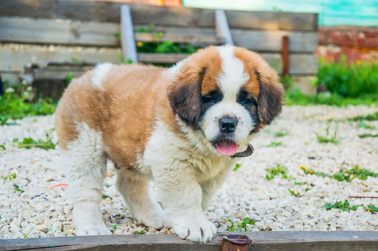 Buying a St Bernard puppy means taking responsibility! Buy St Bernard puppies.
