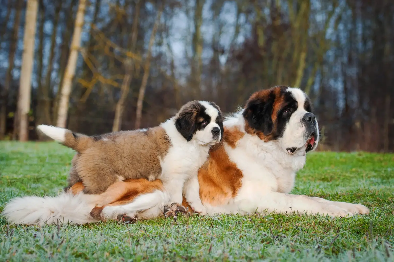 Buying a St Bernard puppy means taking responsibility! Buy St Bernard puppies.