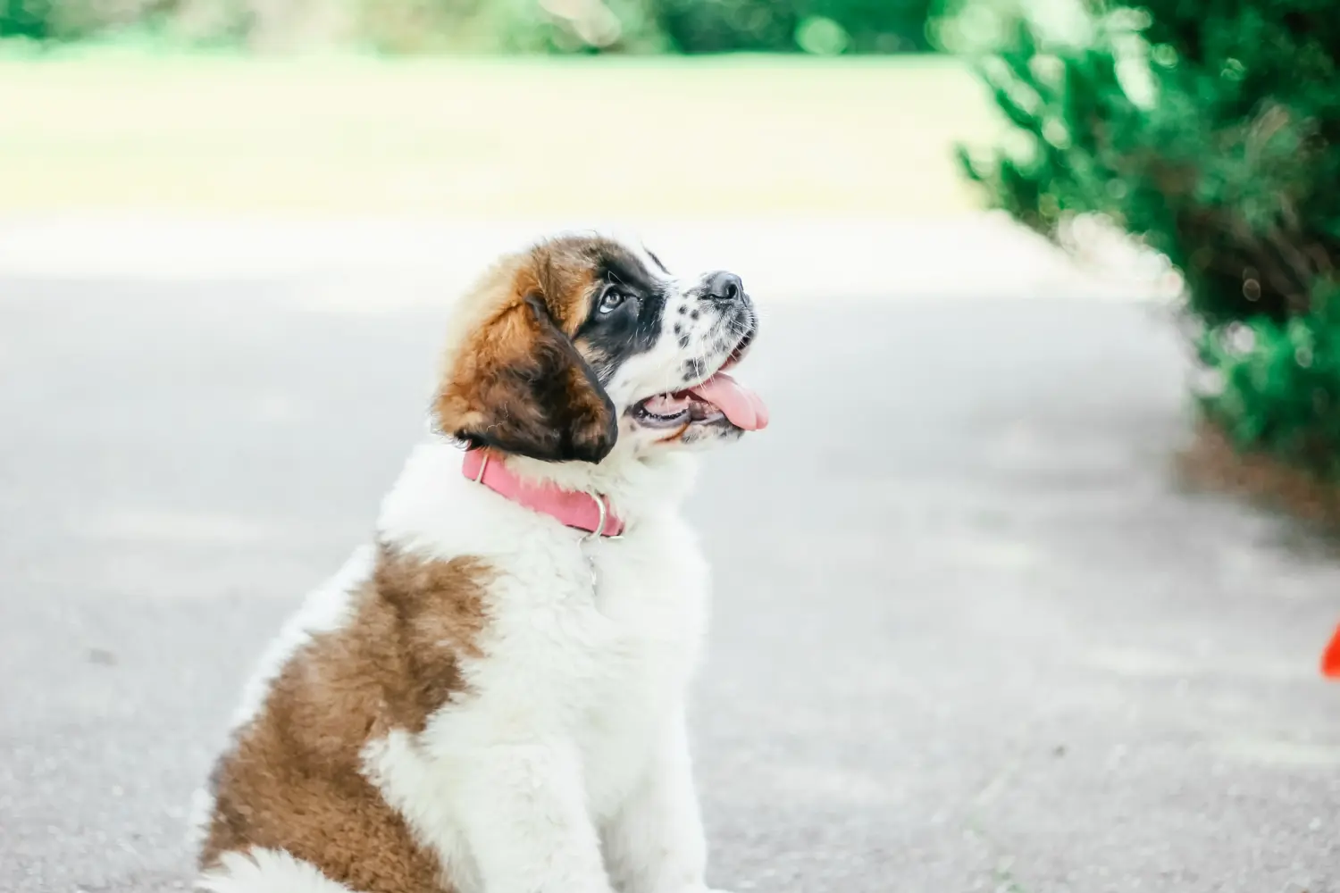 Buying a St Bernard puppy means taking responsibility! Buy St Bernard puppies.