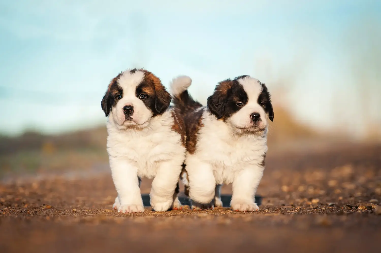 Buying a St Bernard puppy means taking responsibility! Buy St Bernard puppies.