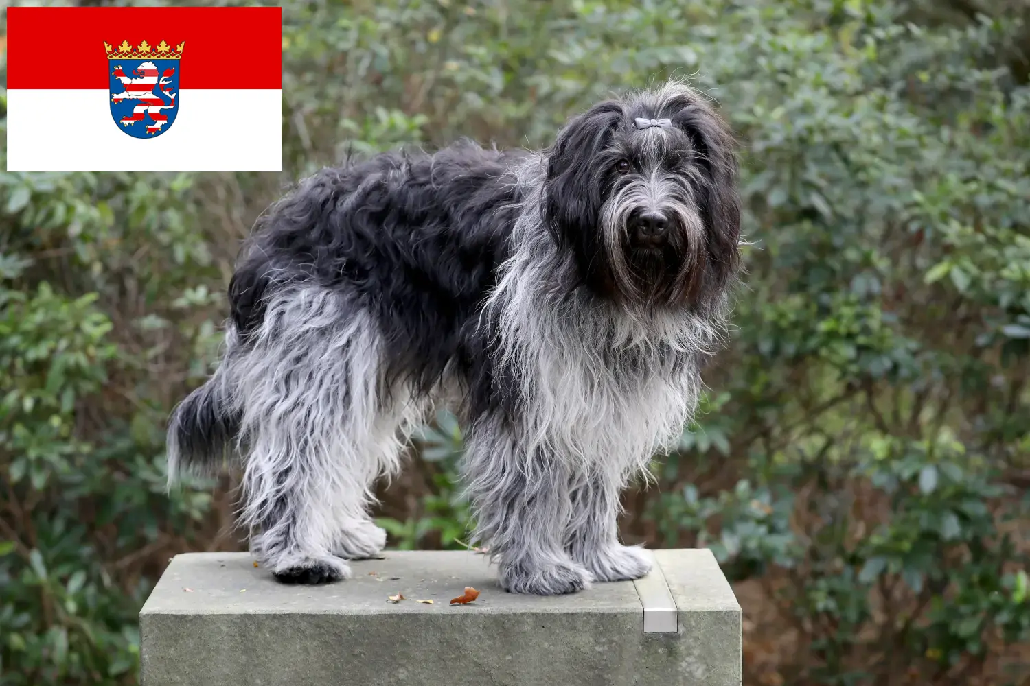 Schapendoes puppies and breeders Hessen Here you can find Schapendoes breeders in Hessen.