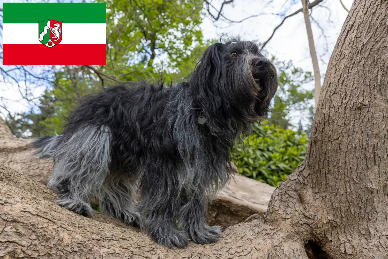 Schapendoes puppies and breeders North Rhine-Westphalia Here you can find Schapendoes breeders in North Rhine-Westphalia.