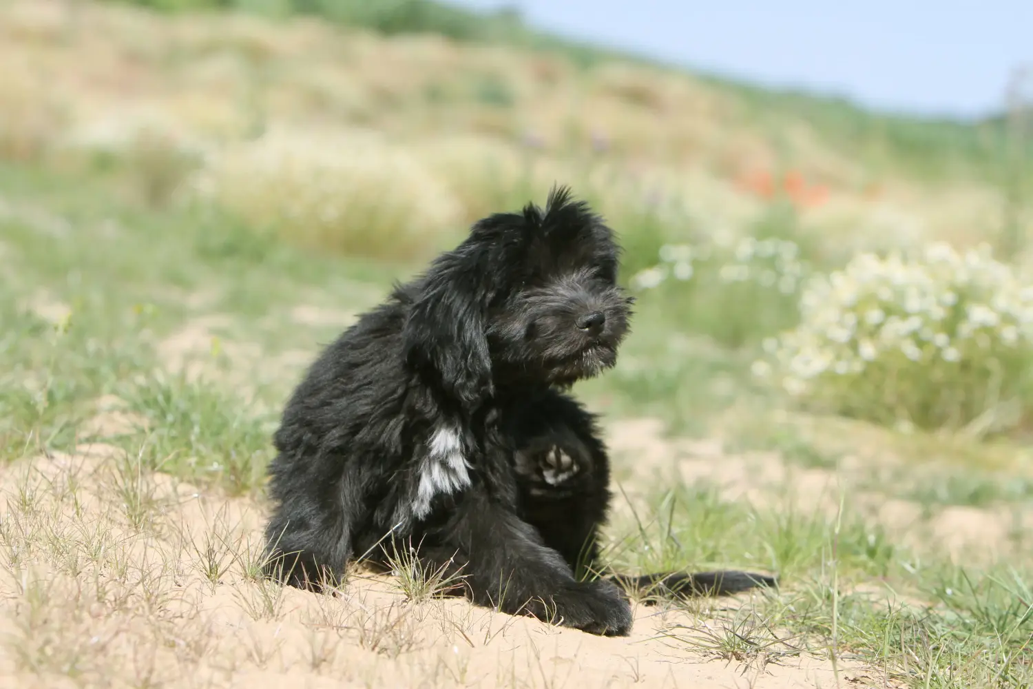 Buying a Schapendoes puppy means taking responsibility! Buy Schapendoes puppies.