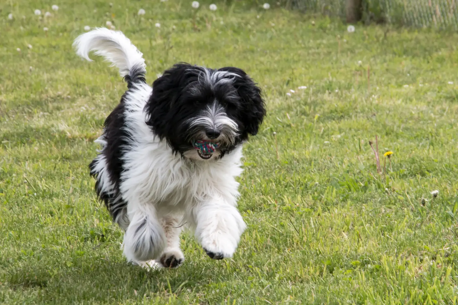 Buying a Schapendoes puppy means taking responsibility! Buy Schapendoes puppies.