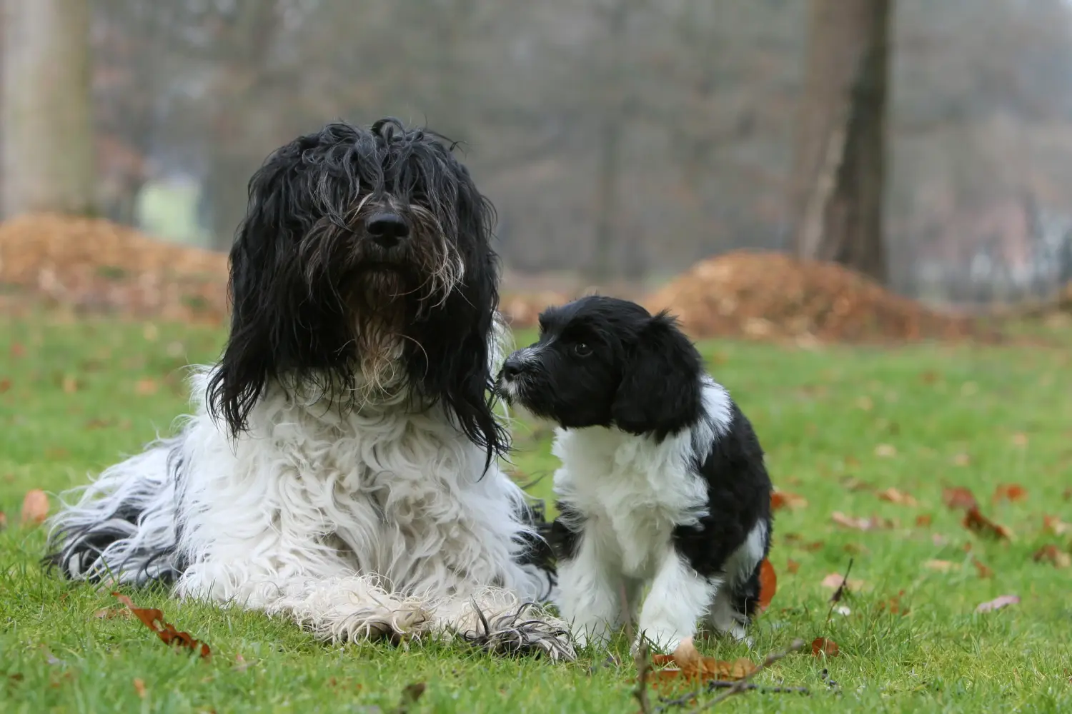Buying a Schapendoes puppy means taking responsibility! Buy Schapendoes puppies.