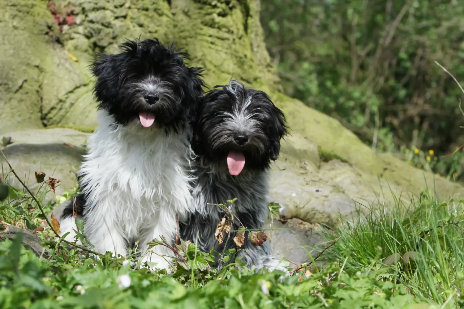 Buying a Schapendoes puppy means taking responsibility! Buy Schapendoes puppies.
