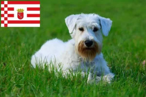 Read more about the article Sealyham Terrier breeders and puppies in Bremen