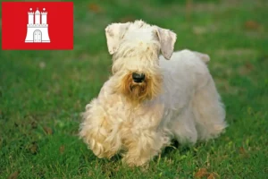 Read more about the article Sealyham Terrier breeders and puppies in Hamburg