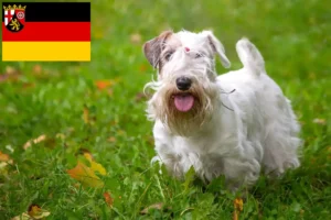Read more about the article Sealyham Terrier breeders and puppies in Rhineland-Palatinate