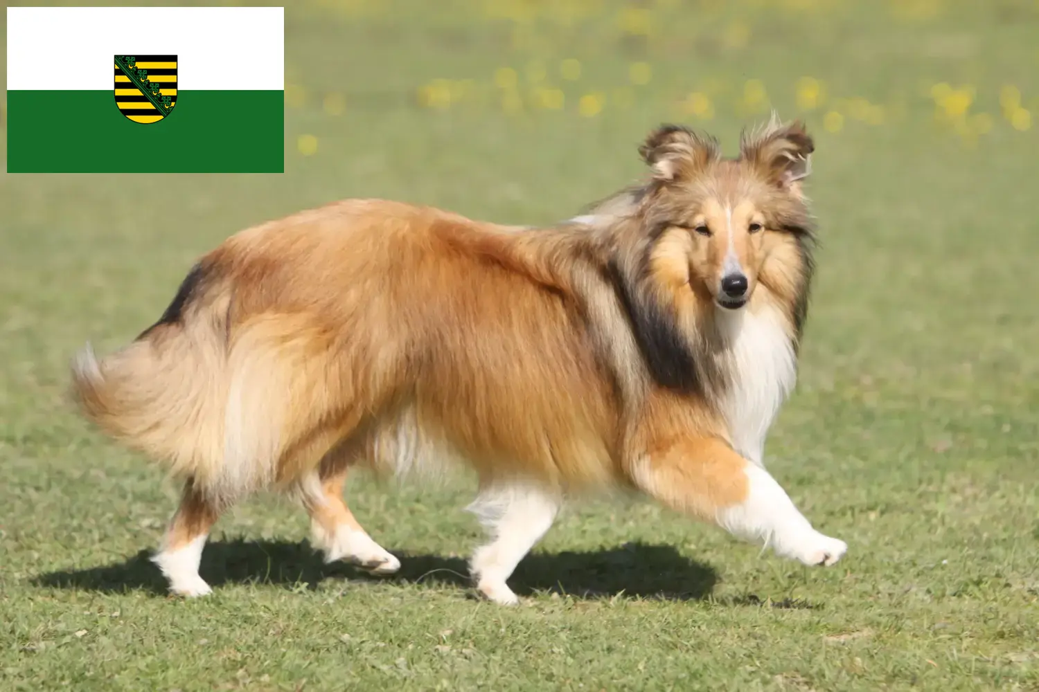 Read more about the article Sheltie breeders and puppies in Saxony