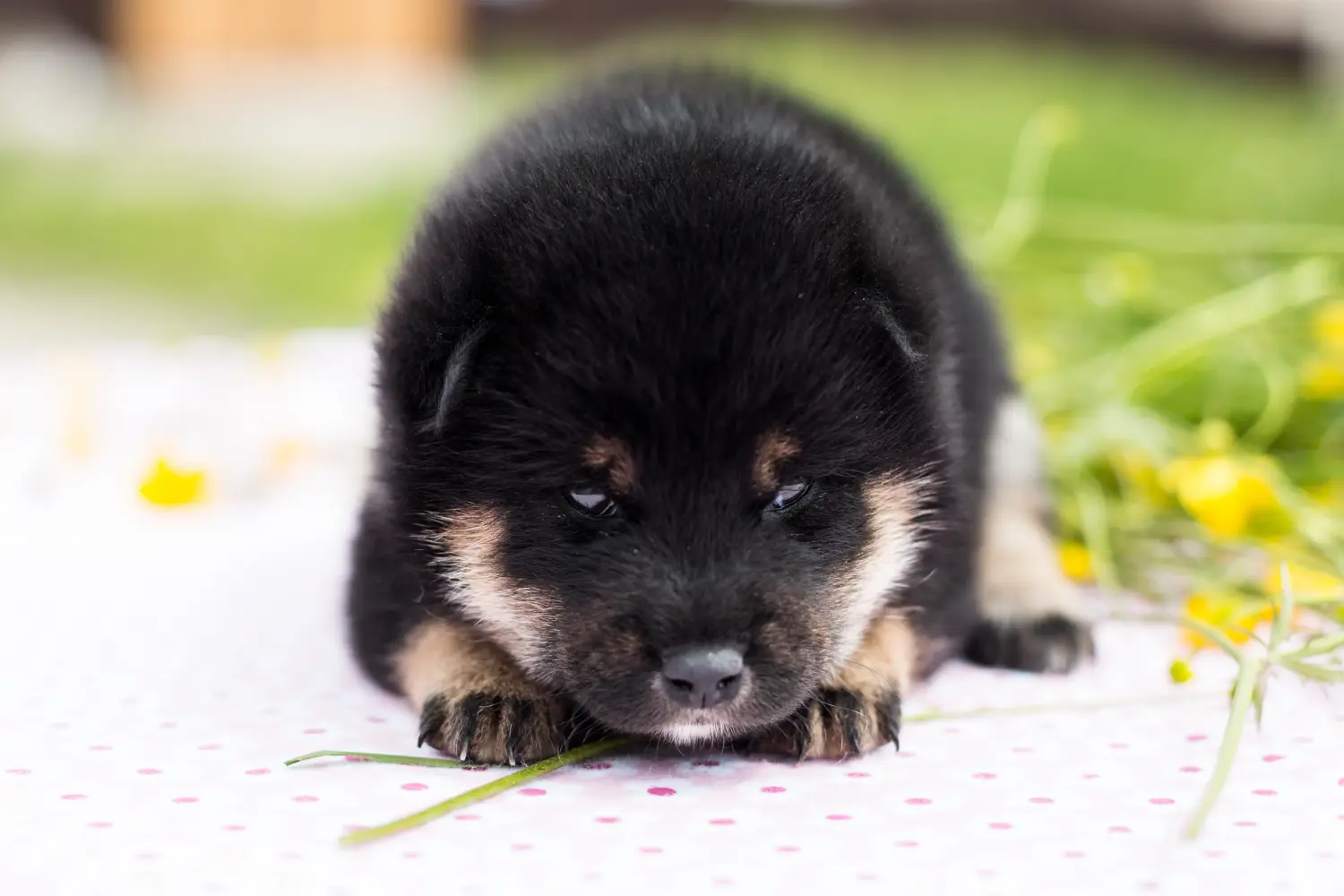 Buying a Shiba puppy means taking responsibility! Buy Shiba puppies.