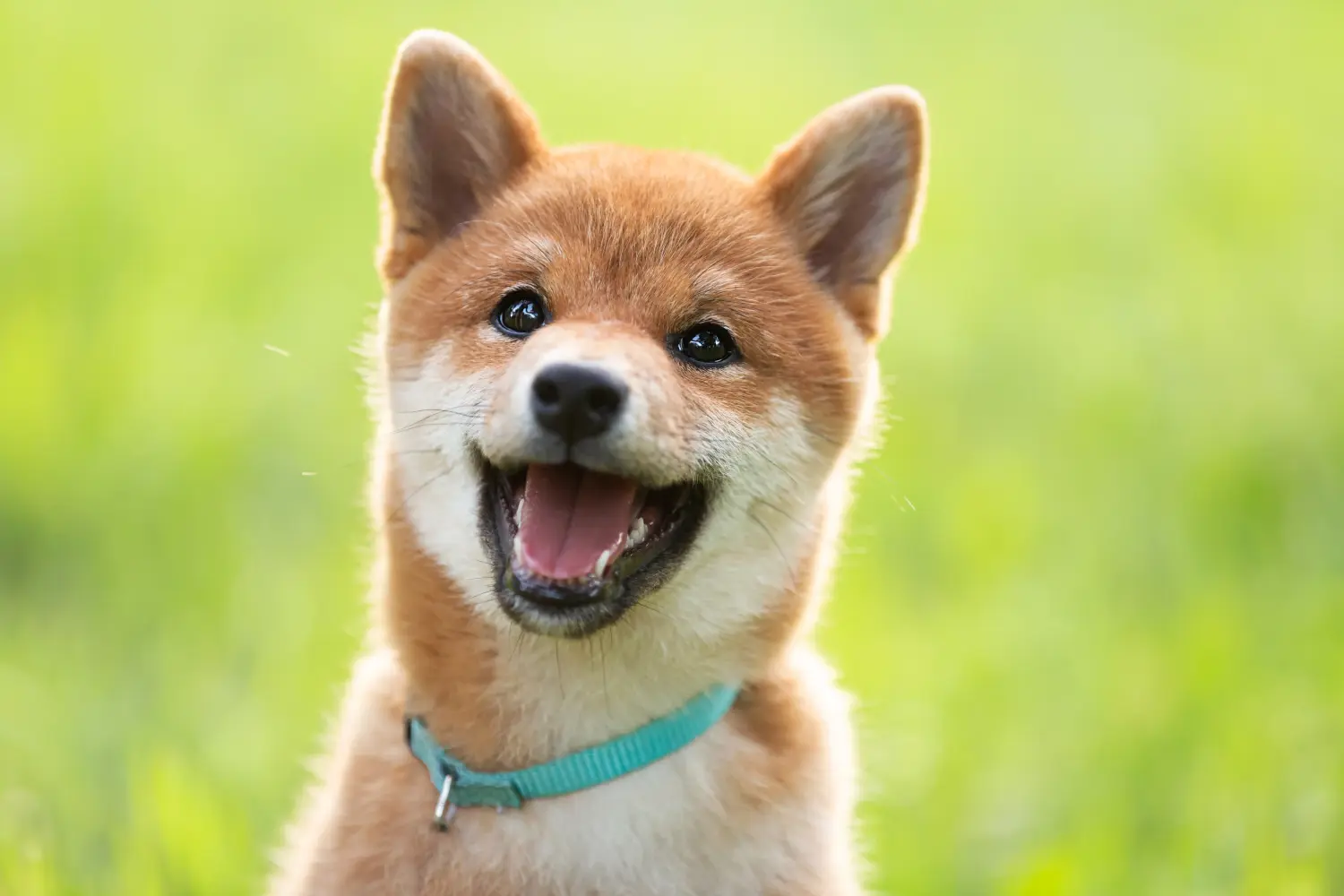 Buying a Shiba puppy means taking responsibility! Buy Shiba puppies.