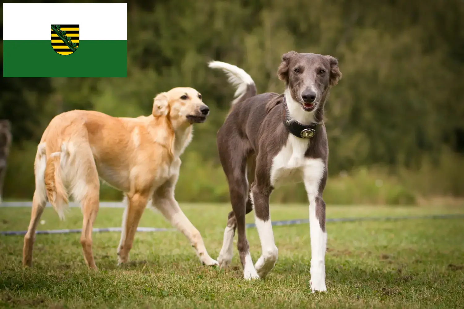 Read more about the article Silken Windsprite breeders and puppies in Saxony