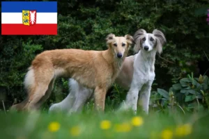 Read more about the article Silken Windsprite breeders and puppies in Schleswig-Holstein