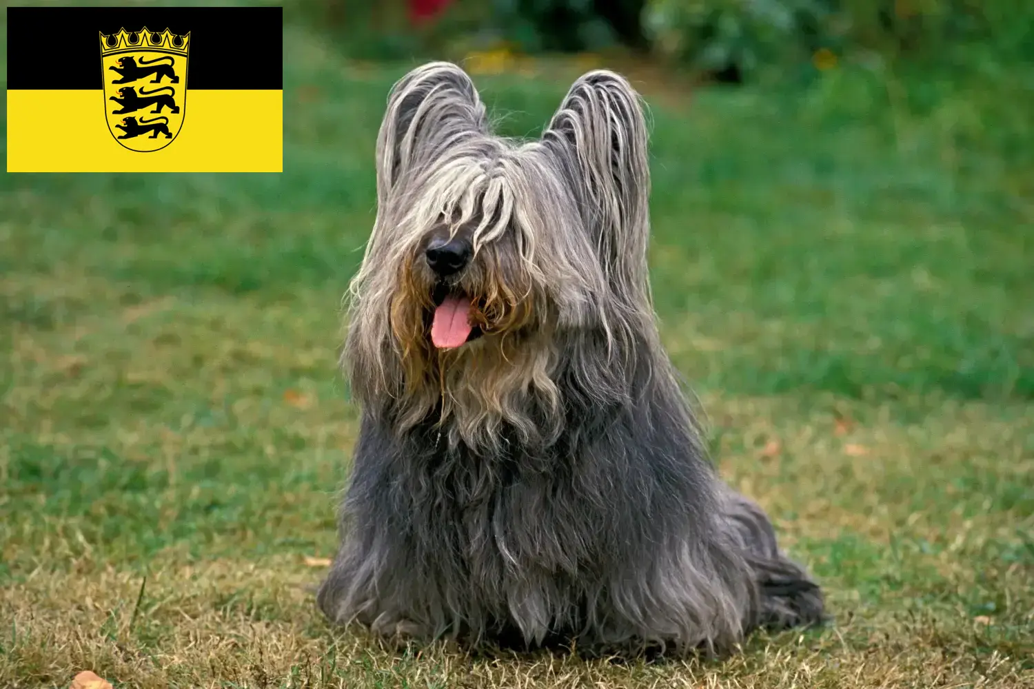 Read more about the article Skye Terrier breeders and puppies in Baden-Württemberg