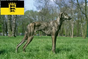 Read more about the article Sloughi breeders and puppies in Baden-Württemberg