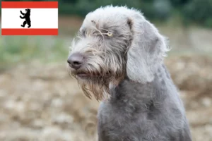 Read more about the article Slovakian Roughbeard breeder and puppies in Berlin