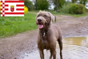 Read more about the article Slovakian rough beard breeder and puppies in Bremen