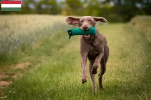 Read more about the article Slovakian rough beard breeder and puppies in Hungary