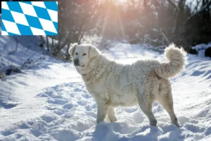 Read more about the article Slovensky Cuvac breeders and puppies in Bavaria