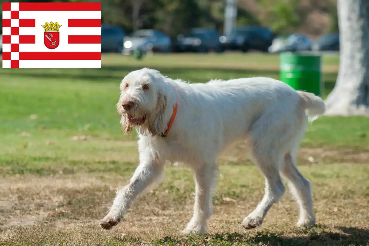 Spinone Italiano puppies and breeders Bremen Here you can find Spinone Italianos breeders in Bremen.