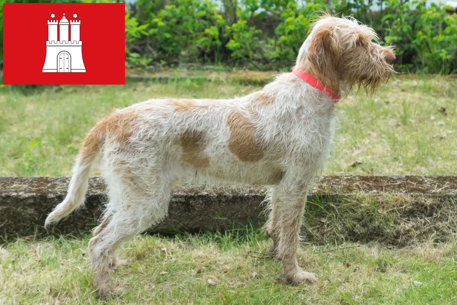Spinone Italiano puppies and breeders Hamburg Here you can find Spinone Italianos breeders in Hamburg.