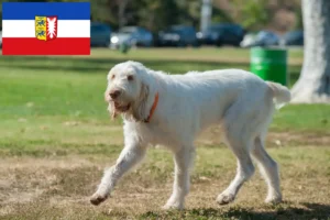Read more about the article Spinone Italiano breeders and puppies in Schleswig-Holstein